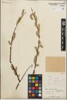 Foto von Salix iliensis Regel